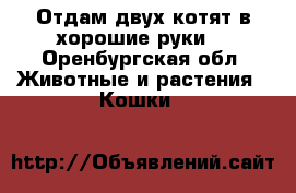Отдам двух котят в хорошие руки. - Оренбургская обл. Животные и растения » Кошки   
